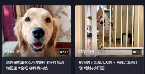 抖音狗崽爆料视频大全最新,揭秘网红幕后故事  第2张