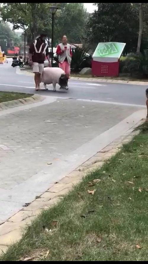 刘先生爆料最新视频,事件真相再引热议  第1张