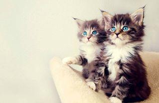 娱乐吃瓜酱营业的猫,揭秘吃瓜酱营业的猫界风云  第3张